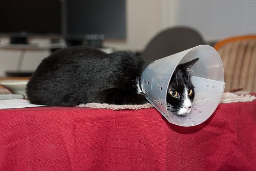 Sad, pathetic Misha with his collar on